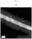 Fig. 09 - Nanowire having ruthenium nanowire within a silica nanotube