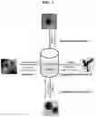 Fig. 02 - Method for preparing nanosponge-structured graphene dot-palladium hybrid, and nanosponge-structured graphene dot-palladium hybrid prepared thereby