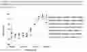 Fig. 13 - GUIDANCE AND NAVIGATION CONTROL PROTEINS AND METHOD OF MAKING AND USING THEREOF