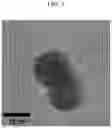Fig. 04 - Copper sulfide nanoparticles having core-shell structure included in coating composition for blocking near-infrared light, and preparation method therefor