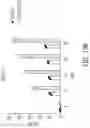 Fig. 167 - Constructs for chimeric antigen receptors