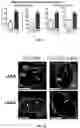 Fig. 06 - SYSTEMS AND METHODS FOR POLYNUCLEOTIDE SPATIAL ORGANIZATION