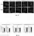 Fig. 09 - SYSTEMS AND METHODS FOR POLYNUCLEOTIDE SPATIAL ORGANIZATION