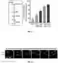 Fig. 12 - SYSTEMS AND METHODS FOR POLYNUCLEOTIDE SPATIAL ORGANIZATION