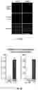 Fig. 16 - SYSTEMS AND METHODS FOR POLYNUCLEOTIDE SPATIAL ORGANIZATION