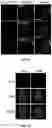 Fig. 17 - SYSTEMS AND METHODS FOR POLYNUCLEOTIDE SPATIAL ORGANIZATION