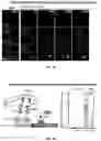 Fig. 24 - SYSTEMS AND METHODS FOR POLYNUCLEOTIDE SPATIAL ORGANIZATION