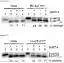 Fig. 08 - CELL-BASED METHOD FOR DETERMINING AN ACTIVITY OF BOTULINUM TOXIN
