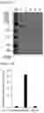 Fig. 16 - CELL-BASED METHOD FOR DETERMINING AN ACTIVITY OF BOTULINUM TOXIN