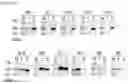 Fig. 19 - CELL-BASED METHOD FOR DETERMINING AN ACTIVITY OF BOTULINUM TOXIN