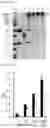 Fig. 20 - CELL-BASED METHOD FOR DETERMINING AN ACTIVITY OF BOTULINUM TOXIN