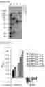 Fig. 22 - CELL-BASED METHOD FOR DETERMINING AN ACTIVITY OF BOTULINUM TOXIN
