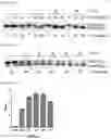 Fig. 26 - CELL-BASED METHOD FOR DETERMINING AN ACTIVITY OF BOTULINUM TOXIN