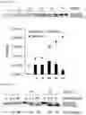 Fig. 27 - CELL-BASED METHOD FOR DETERMINING AN ACTIVITY OF BOTULINUM TOXIN