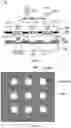 Fig. 02 - Display panel, preparation method thereof and display device
