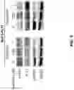 Fig. 06 - METHODS OF TREATING FLT3-MUTATED HEMATOLOGIC CANCERS
