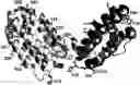 Fig. 01 - INTERLEUKIN-10 POLYPEPTIDE CONJUGATES, DIMERS THEREOF, AND THEIR USES