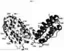 Fig. 02 - INTERLEUKIN-10 POLYPEPTIDE CONJUGATES, DIMERS THEREOF, AND THEIR USES