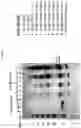 Fig. 04 - INTERLEUKIN-10 POLYPEPTIDE CONJUGATES, DIMERS THEREOF, AND THEIR USES