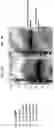 Fig. 08 - INTERLEUKIN-10 POLYPEPTIDE CONJUGATES, DIMERS THEREOF, AND THEIR USES