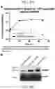 Fig. 07 - CELLS FOR THE PRODUCTION OF VIRUSES AND METHODS OF USING THE SAME