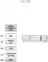 Fig. 33 - Method and apparatus for transmission and reception of sidelink control information in wireless communication system