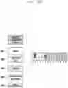 Fig. 34 - Method and apparatus for transmission and reception of sidelink control information in wireless communication system