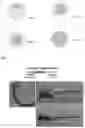 Fig. 02 - STERILE FISH