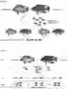 Fig. 03 - STERILE FISH