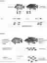 Fig. 04 - STERILE FISH