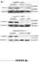 Fig. 05 - Methods of Treating Inflammation