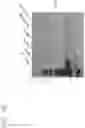 Fig. 07 - ENGINEERED EXTRACELLULAR VESICLES AND USES THEREOF