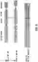 Fig. 10 - Methods for Preparing CDNA Samples for RNA Sequencing, and CDNA Samples and Uses Thereof