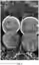 Fig. 02 - Watermelon line ‘WL0002 ’