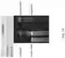 Fig. 20 - Compositions comprising circular polyribonucleotides and uses thereof