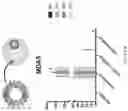 Fig. 56 - Compositions comprising circular polyribonucleotides and uses thereof