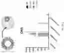 Fig. 57 - Compositions comprising circular polyribonucleotides and uses thereof
