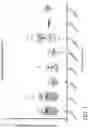 Fig. 02 - IMMUNOMODULATORY PHARMACEUTICAL COMPOSITIONS INCLUDING A SYNTHETIC PEPTIDE AND TRANSFORMING GROWTH FACTOR BETA