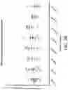 Fig. 04 - IMMUNOMODULATORY PHARMACEUTICAL COMPOSITIONS INCLUDING A SYNTHETIC PEPTIDE AND TRANSFORMING GROWTH FACTOR BETA