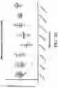 Fig. 06 - IMMUNOMODULATORY PHARMACEUTICAL COMPOSITIONS INCLUDING A SYNTHETIC PEPTIDE AND TRANSFORMING GROWTH FACTOR BETA