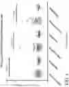 Fig. 07 - IMMUNOMODULATORY PHARMACEUTICAL COMPOSITIONS INCLUDING A SYNTHETIC PEPTIDE AND TRANSFORMING GROWTH FACTOR BETA