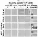 Fig. 07 - METHODS AND SYSTEMS FOR IMPROVING CELLS FOR USE IN THERAPY
