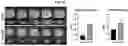 Fig. 16 - METHODS AND SYSTEMS FOR IMPROVING CELLS FOR USE IN THERAPY