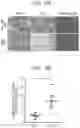 Fig. 06 - METHOD FOR FORECASTING ARRIVAL OF DRUG INSIDE DISEASED TISSUE