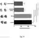 Fig. 33 - Complex comprising a cell penetrating peptide, a cargo and a TLR peptide agonist for treatment of colorectal cancer