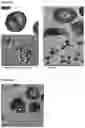 Fig. 23 - METHODS FOR AGGREGATION OF PROTEINS