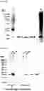 Fig. 43 - METHODS FOR AGGREGATION OF PROTEINS
