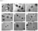 Fig. 02 - Method for preparing intestinal tract cell layer derived from pluripotent stem cell