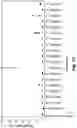 Fig. 09 - ENGINEERED BIOSYNTHETIC PATHWAYS FOR PRODUCTION OF 2-OXOADIPATE BY FERMENTATION