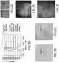 Fig. 04 - Method and apparatus for the non-invasive measurement of tissue function and metabolism by determination of steady-state fluorescence anisotropy